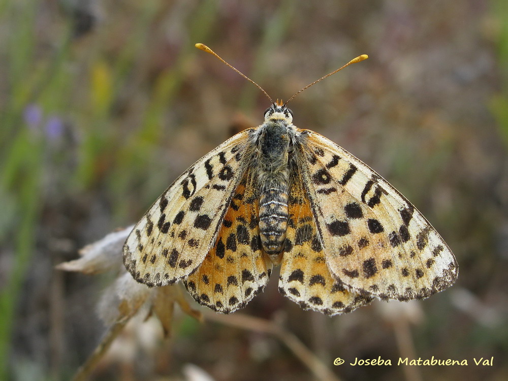 Melitaea didyma